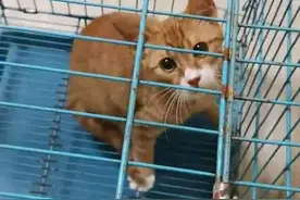 建档案、拟公约、众筹绝育金……静安这个小区化解流浪猫难题的方法有点暖图片