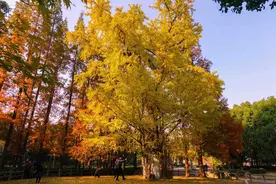 上海“落叶季”又到了，你去街拍了吗？图片