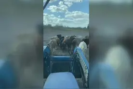 笑死人！美国一农场主运送泥土被牛群误以为是干草紧紧跟随图片