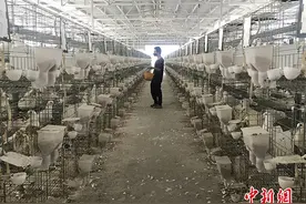 “小鸽子”大产业：“世界客都”深山肉鸽飞上大湾区餐桌图片