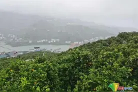 湖北秭归：一颗脐橙的绝处致富路图片