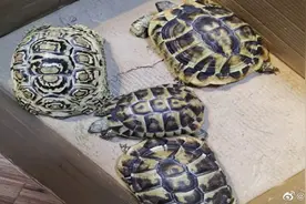 男子网上贩卖濒危野生龟被警方抓获图片