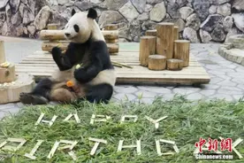 日本和歌山县双胞胎大熊猫6岁啦！获赠樱花形状冰块图片