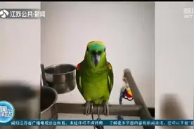 朋友圈晒自家鹦鹉照片却招来警察 提醒：濒危鹦鹉禁止买卖饲养图片