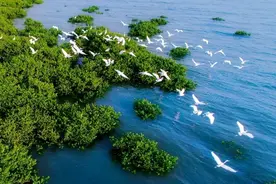 红树林保护修复提速，再造“海上森林”有多难？图片