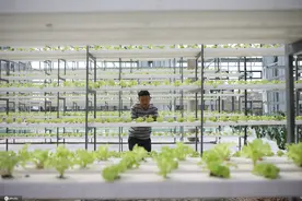 华为5G物联网赋能农业 打造江苏省内最先进的农业项目图片