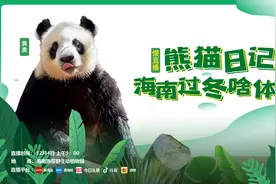 慢直播预告｜明早9点，带您看“熊猫在海南过冬”的惬意生活图片
