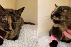 英国一只宠物猫失踪七年后与主人团聚图片