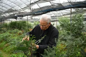 特写｜“红豆杉之父”余能健：我的追求是满目青山、遍地效益图片