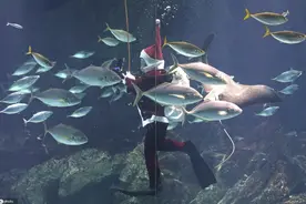 日本水族馆潜水员扮圣诞老人 与鱼儿共舞图片