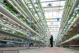 贵州毕节：搬迁群众从“会”种到“慧”种图片