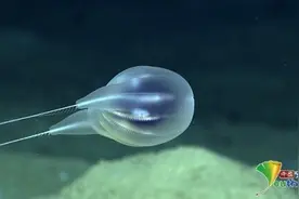 科学家发现海洋新物种：全透明水母 在海底最深处图片