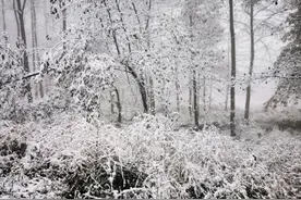 湖南多地迎来2020年下半年来首场降雪 ·雪中的神秘森林图片