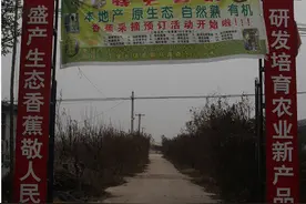 南果北植，郓城建成山东第一家“中国香蕉”园助力乡村振兴图片