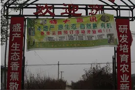 南果北植，郓城建成山东第一家“中国香蕉”园助力乡村振兴图片