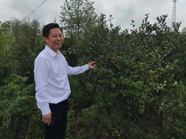 《生命时报》：茶油的宝贵价值被忽视了
