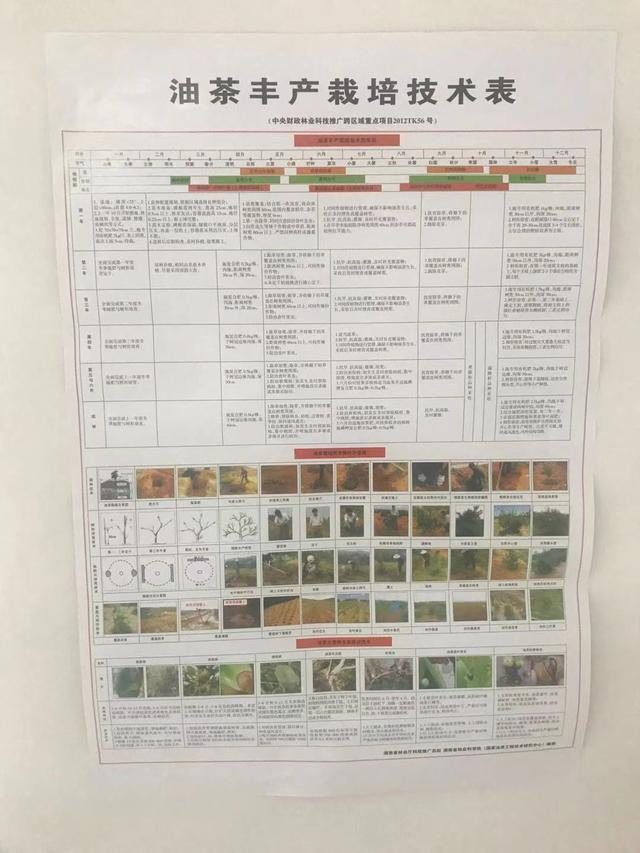 《生命时报》：茶油的宝贵价值被忽视了