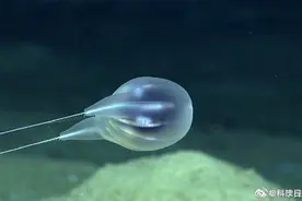 海底最深处发现海洋新物种：全透明水母图片