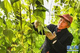 陕西榆阳：大漠冬季蔬果飘香图片