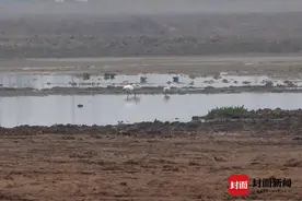 好久不见！野生小天鹅造访兴隆湖
距离上次记录已有40年图片