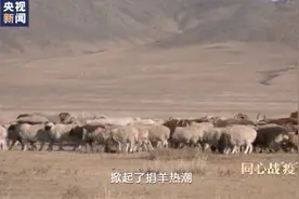 蒙古国送的肥羊到广西了！网友：流下了感动的口水…怎么分？图片