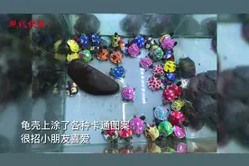 彩绘小乌龟好看但是对身体有害，专家：不建议家长为孩子购买图片