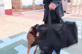 泪目！老兵退伍前军犬竟这样挽留……图片