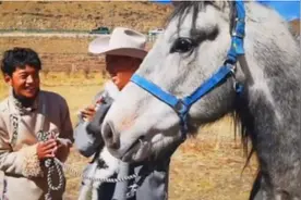 爱没消失！丁真得到一匹名叫“青龙”的赛马，他说仍然会好好爱“珍珠”图片