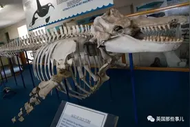 一百年前人类和虎鲸合作捕猎，形成自然契约。然而人类反悔了图片