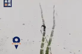 陕西小学美术老师雪地中扫出巨幅雪竹图，网友：这就是“胸有成竹“吧图片