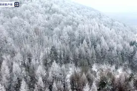 玉树琼花宛如童话世界 秦岭腹地现壮丽雾凇景观图片
