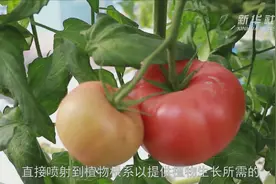 山东青岛：气雾法培植 蔬菜随吃随摘