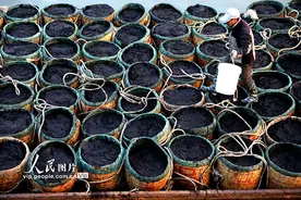 江苏连云港：沿海40多万亩头茬鲜紫菜开采图片