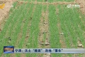宁津探索实施耕地耕作层剥离再利用，让沃土“搬家”异地“重生”视频封面