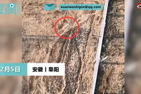 动物园一只狼频繁走“8字圈”，游客称这是个傻狼，工作人员回应图片