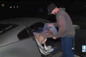看到爱犬被350磅巨熊袭击 美国男子冲上去挥拳打熊将狗救下图片