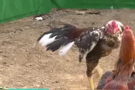 菏泽70岁老人讲述“最强”斗鸡养成史：平日里吃牛肉喝绿茶图片