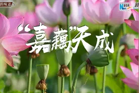 “嘉藕”天成视频封面