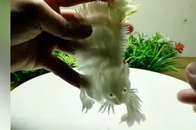 高手在民间！厨师用大白菜叶雕刻人物走红视频封面