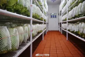 画面引起舒适！兵哥哥连菜窖都整整齐齐图片