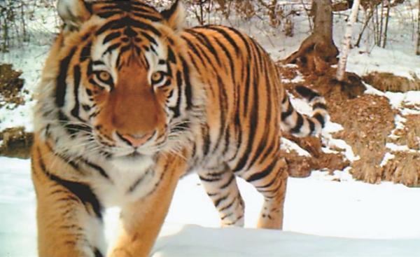 穆棱网站建设（虎啸山林如何从再现到频现）