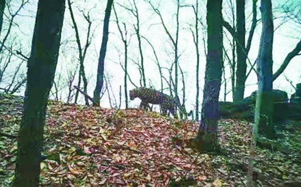 “虎啸山林”如何从再现到频现