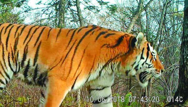 “虎啸山林”如何从再现到频现