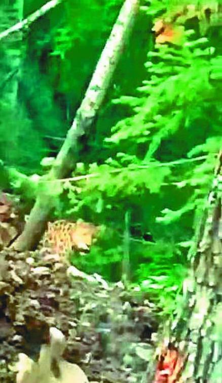 “虎啸山林”如何从再现到频现