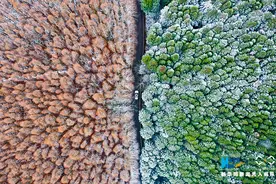 “平分秋色”的山王坪“白了头”视频封面