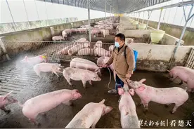 下岗青年创业变身“养猪大王”，用猪粪种藕带领村民脱贫图片