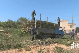 耕耘结硕果！阳西南药种植产业扶贫项目基地三叉苦喜丰收图片