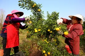 江西靖安：黄金贡柚 寒冬飘香图片