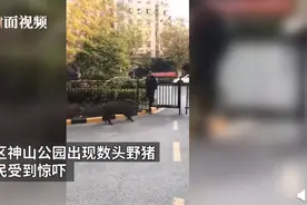 安徽芜湖市区突现多头野猪狂奔，官方：已请专业人员猎捕图片