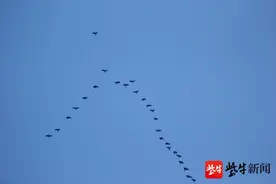 冷空气突然来袭，成群大雁南飞图片